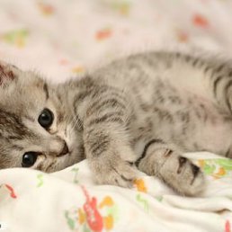 Алёнка, Киев