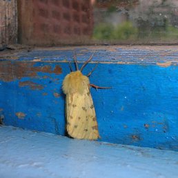 Ашот, Москва