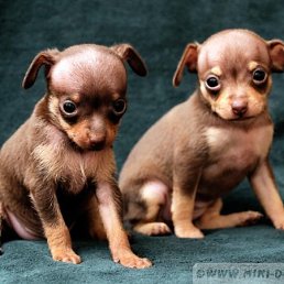 Исраел, Москва