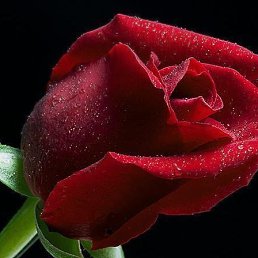 Катя, Москва