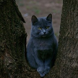 Оксана, Киев