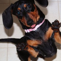 Дима, Москва