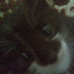 Энштейн, Киев