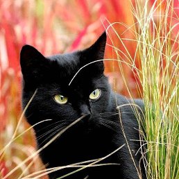 Катюша, Москва