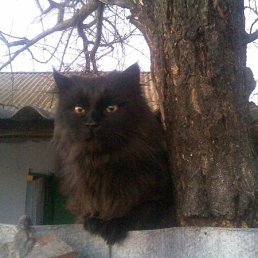 Антон, Киев