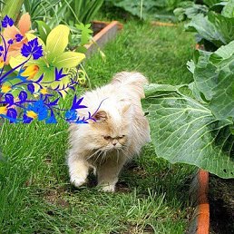 Вика, Москва