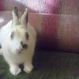 Макс, Сегежа