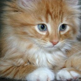 Фарида, Алматы