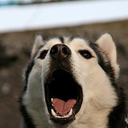 Дарина, Алматы