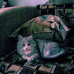 Сафка, Киев