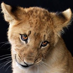 Владимир, Лесосибирск