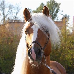 Эля, Алматы