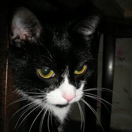 Жека, Алматы