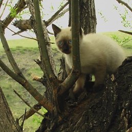 Ирина, Москва