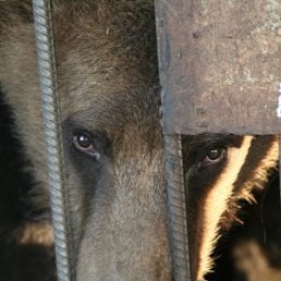 Sантей, Москва