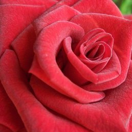 Проклятая, Санкт-Петербург