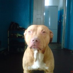 Вовчик, Москва